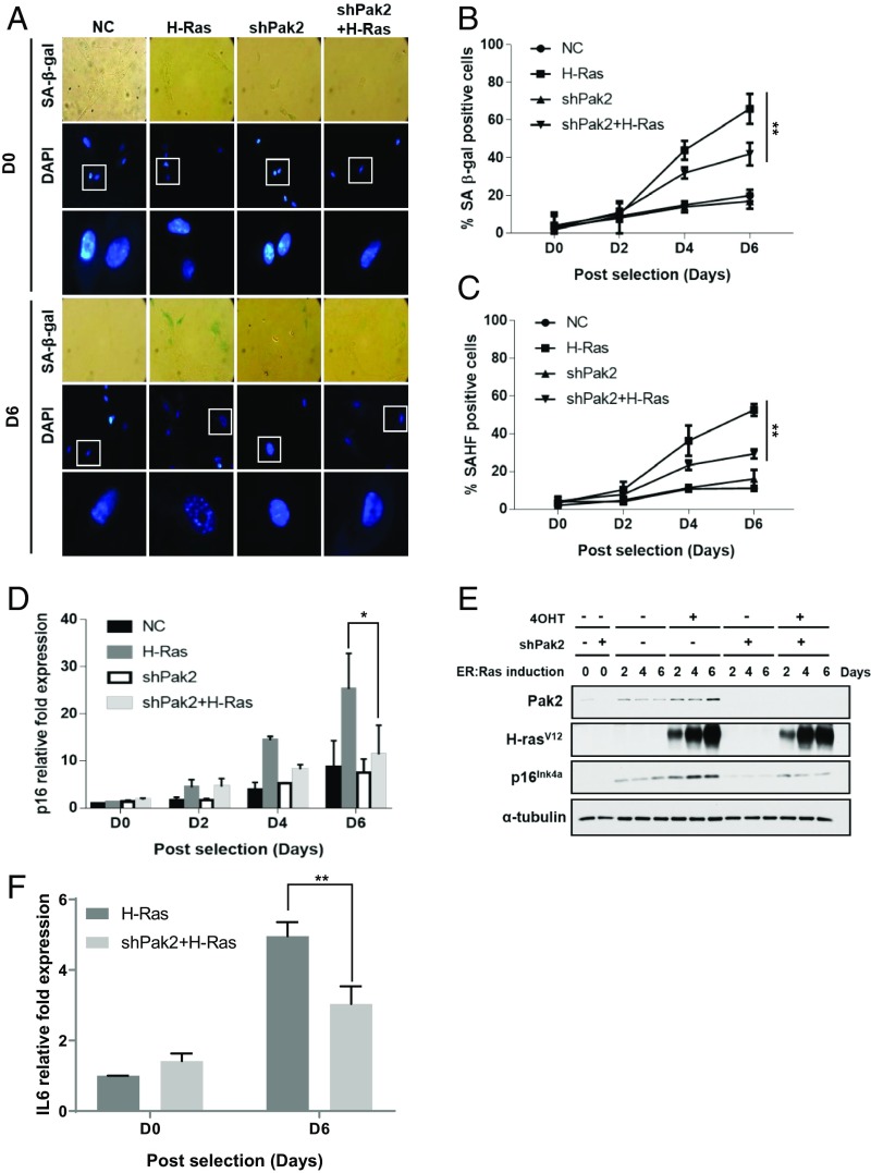 An external file that holds a picture, illustration, etc.
Object name is pnas.1903847116fig01.jpg