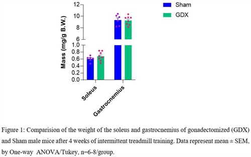 Castration Did Not Affect Muscle Mass In Male Mice Submitted To Treadmill Interval Training