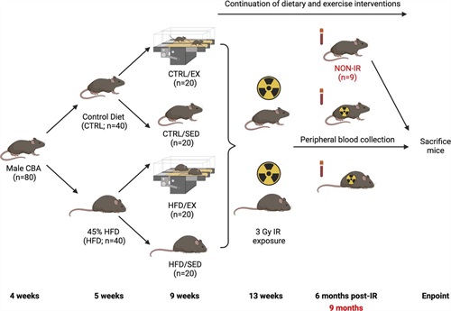 Exercise Improves Cancer-free Survival and Health Span in a Model of Radiation-induced Cancer