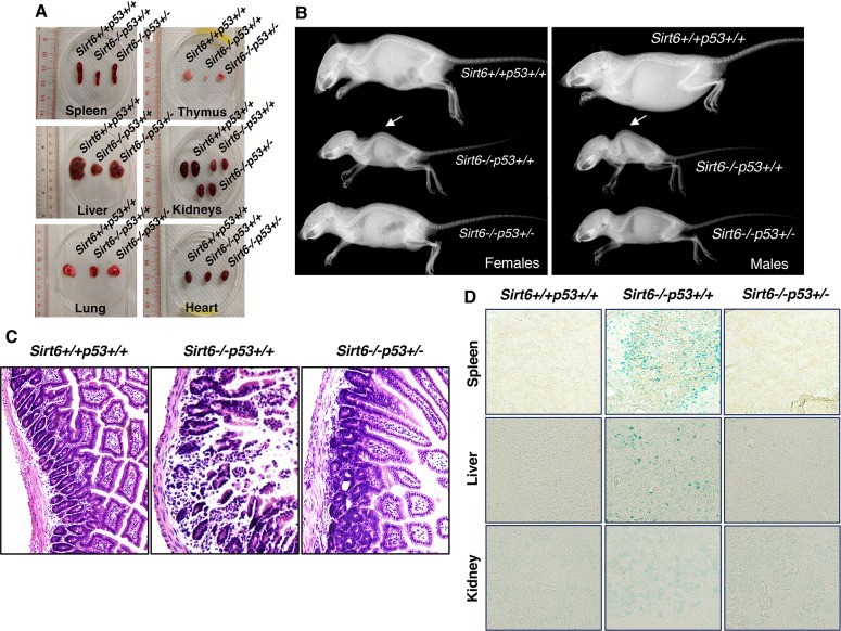 An external file that holds a picture, illustration, etc.
Object name is elife-32127-fig3.jpg