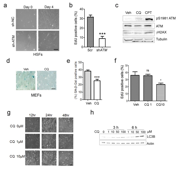 An external file that holds a picture, illustration, etc.
Object name is elife-34836-fig1-figsupp2.jpg