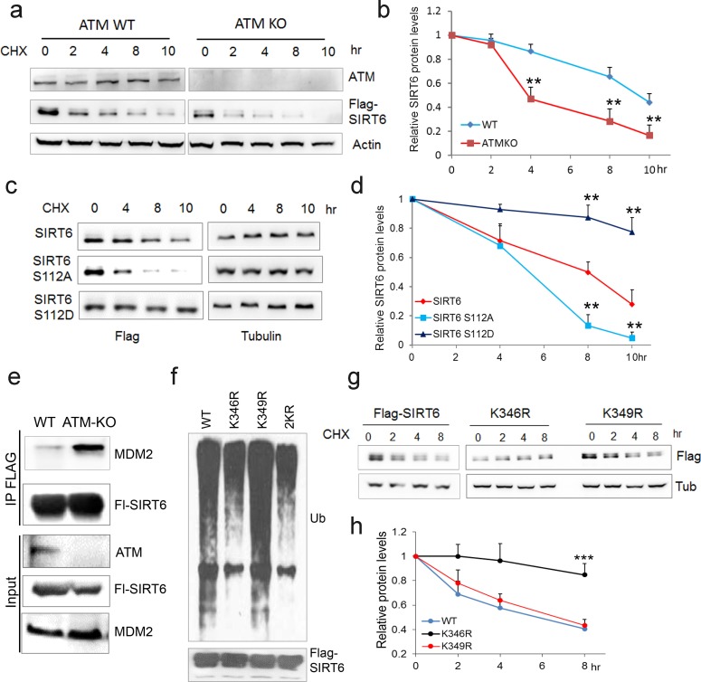 An external file that holds a picture, illustration, etc.
Object name is elife-34836-fig4.jpg