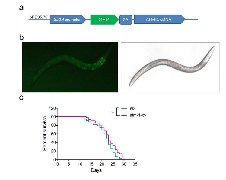 An external file that holds a picture, illustration, etc.
Object name is elife-34836-resp-fig2.jpg